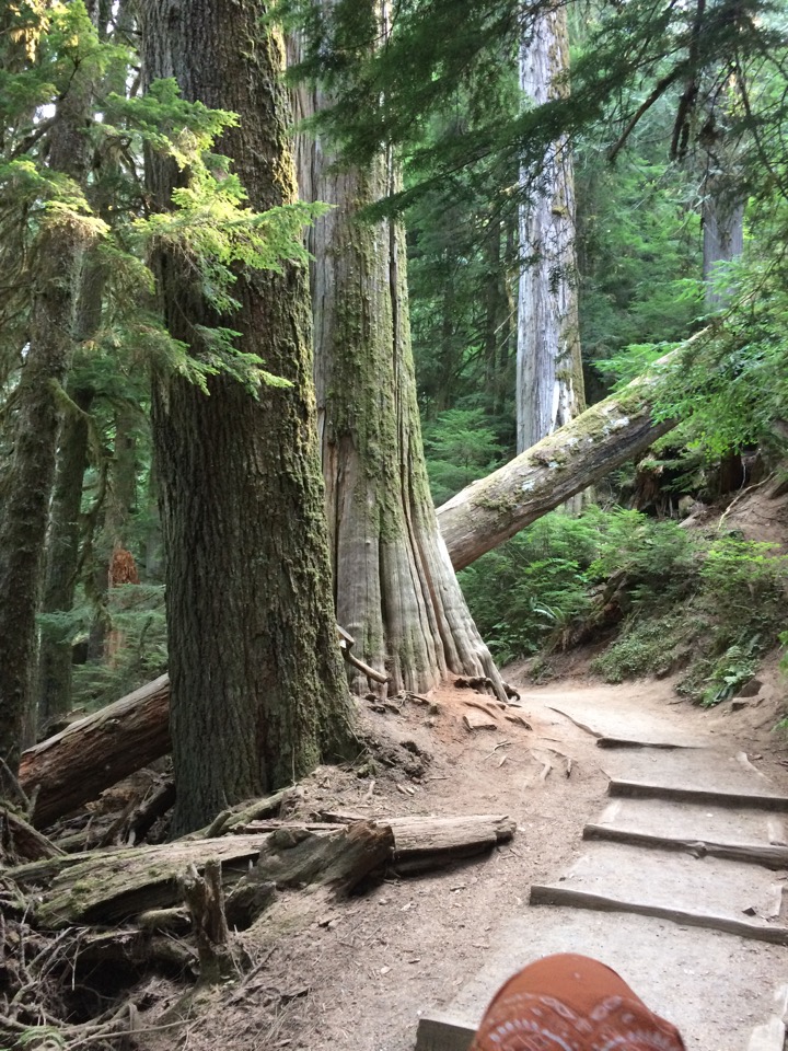 Walking the Grove of the Patriarchs trail.