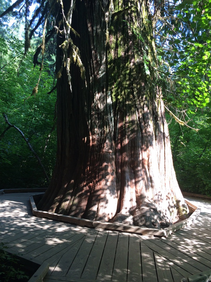 Grove of the Patriarchs