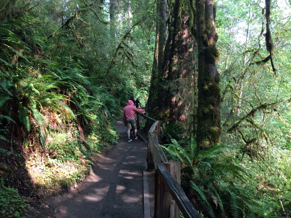 Hall of Mosses trail, Hoh Rainforest.