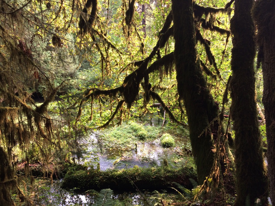 Hall of Mosses.