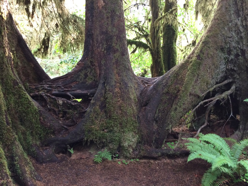 Nurse log...