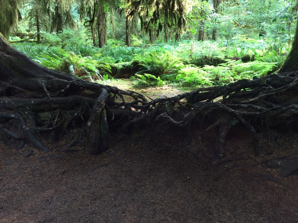 Nurse log...