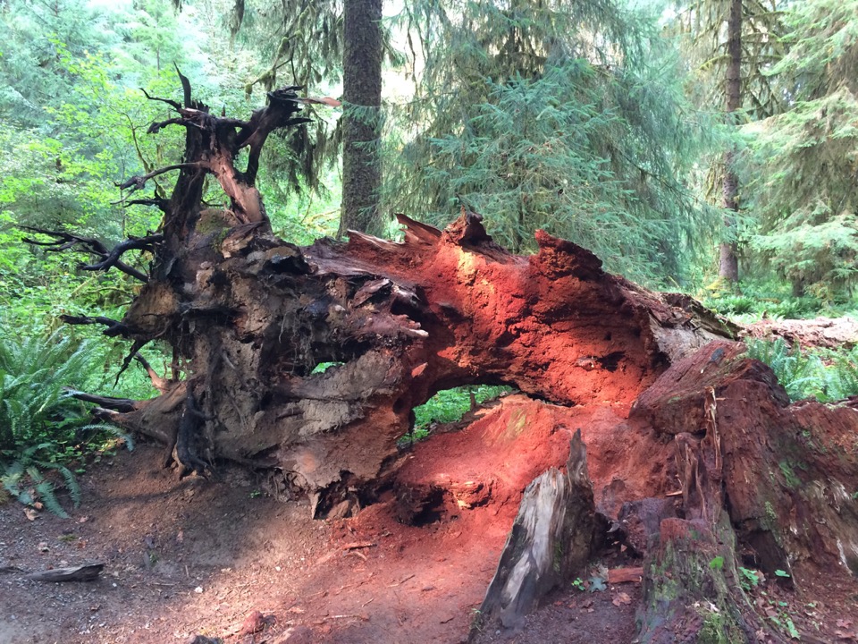 Red Cedar root.