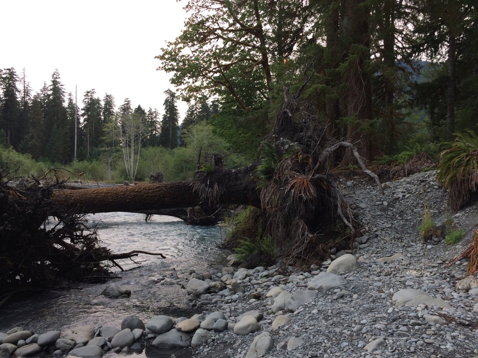 Hoh River, runs beside campground.