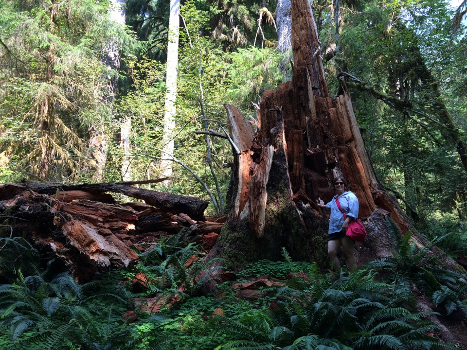 Hiking up the Hoh River.