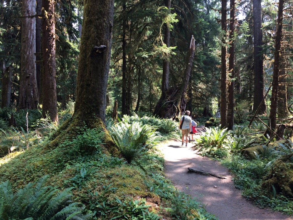 Hiking up the Hoh River.