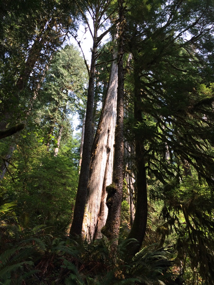 Hiking up the Hoh River.