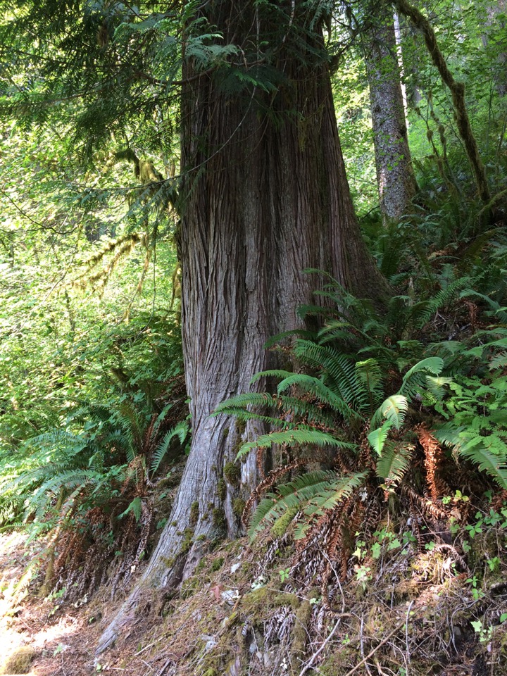 Hiking up the Hoh River.