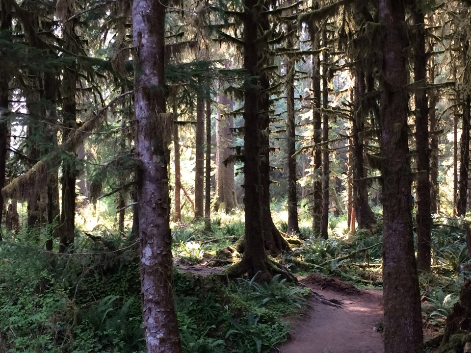 Hiking up the Hoh River.