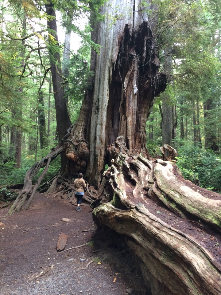 Big Cedar Tree!