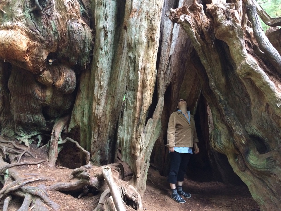 Big Cedar Tree!