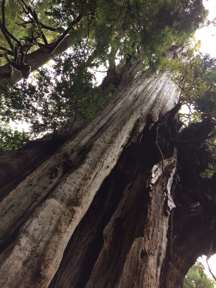 Big Cedar Tree!