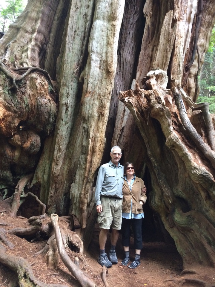 Big Cedar Tree!