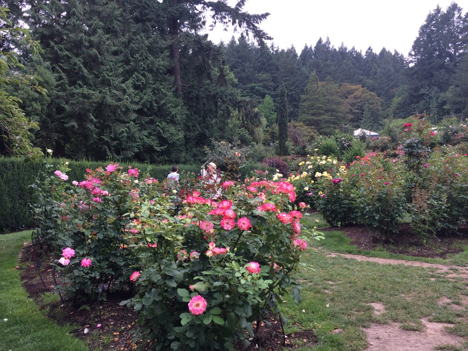 International Rose Test Garden